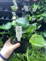 Tropica Anubias barteri var. caladiifolia XL