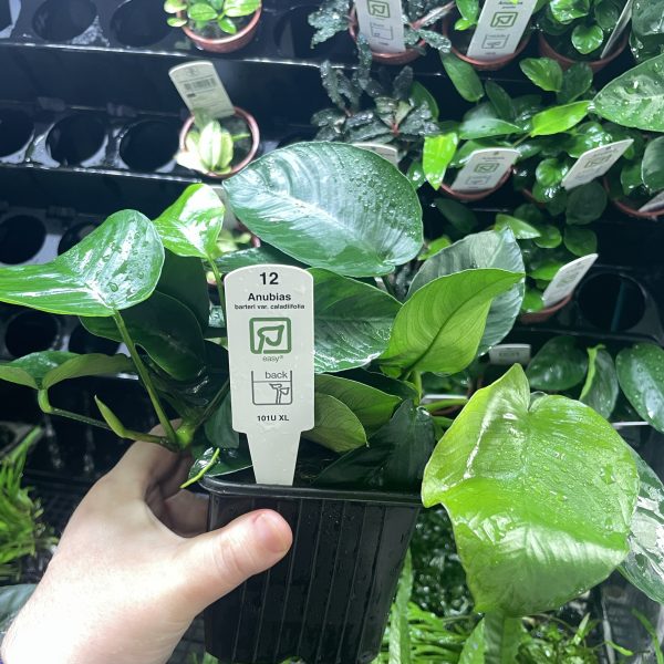 Tropica Anubias barteri var. caladiifolia XL