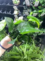 Tropica Anubias barteri var. caladiifolia XL - Image 2