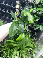 Tropica Anubias barteri var. caladiifolia XL - Image 3