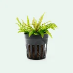 Pogostemon helferi - Image 3