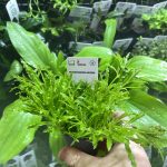 Pogostemon helferi