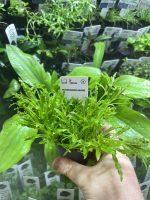Pogostemon helferi