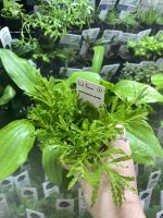 Pogostemon helferi - Image 2