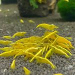 24k Yellow Goldenback Shrimp