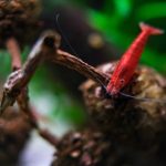 Red Sakura Shrimp - Image 4