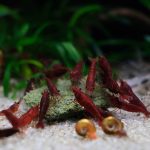Red Sakura Shrimp - Image 3