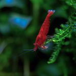 Red Sakura Shrimp - Image 2