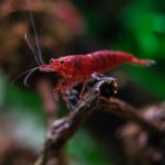 Red Sakura Shrimp