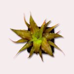 Cryptanthus 'Cafe au Lait'