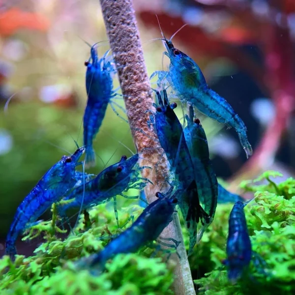 thumbnail image 2 of 20+2 Sunkist Freshwater Neocaridina Aquarium Shrimp - Live Guarantee 2 of 6