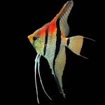 Red Back Amapa, Angelfish (5-10cm)