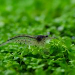 Amano Shrimp (Caridina multidentata) - Image 3