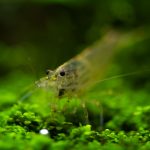 Amano Shrimp (Caridina multidentata) - Image 2