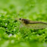Amano Shrimp (Caridina multidentata) - Image 4