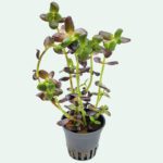 Bacopa Salzmanni 'Purple'