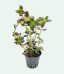 bacopa salzmannii purple topf 1