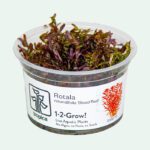 Rotala rotundifolia 'Blood Red'