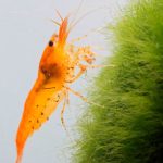 Tangerine Tiger Shrimp