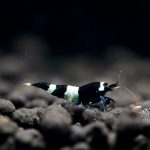 Black Panda Shrimp