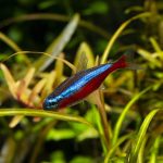 Cardinal Tetra (Paracheirodon axelrodi)