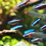 Cardinal Tetra (Paracheirodon axelrodi) - Image 3