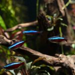 Cardinal Tetra (Paracheirodon axelrodi) - Image 4