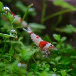 Crystal Red Shrimp - Image 4