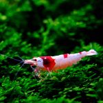 Crystal Red Shrimp - Image 2