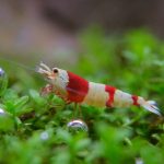 Crystal Red Shrimp - Image 3