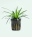 Eriocaulon Vietnam Aquatic Plant 1