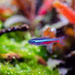 Neon Tetra