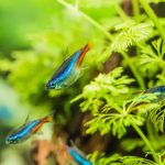 Neon Tetra (Paracheirodon innesi) - Image 3