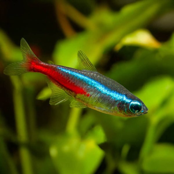 Neon Tetra Paracheirodon innesi