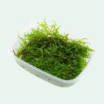Vesicularia montagnei 'Christmas Moss', Portion