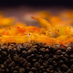 Sunkist Orange Shrimp