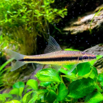 Siamese Algae Eater (Crossocheilus langei)