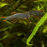 Celestial Pearl Danio (Celestichthys margaritatus) - Image 4