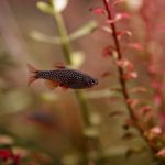 Celestial Pearl Danio (Celestichthys margaritatus) - Image 3