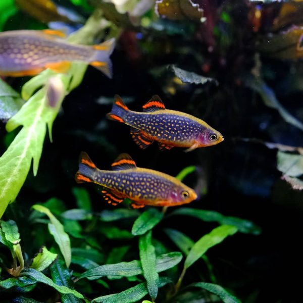 Celestial Pearl Danio Celestichthys margaritatus