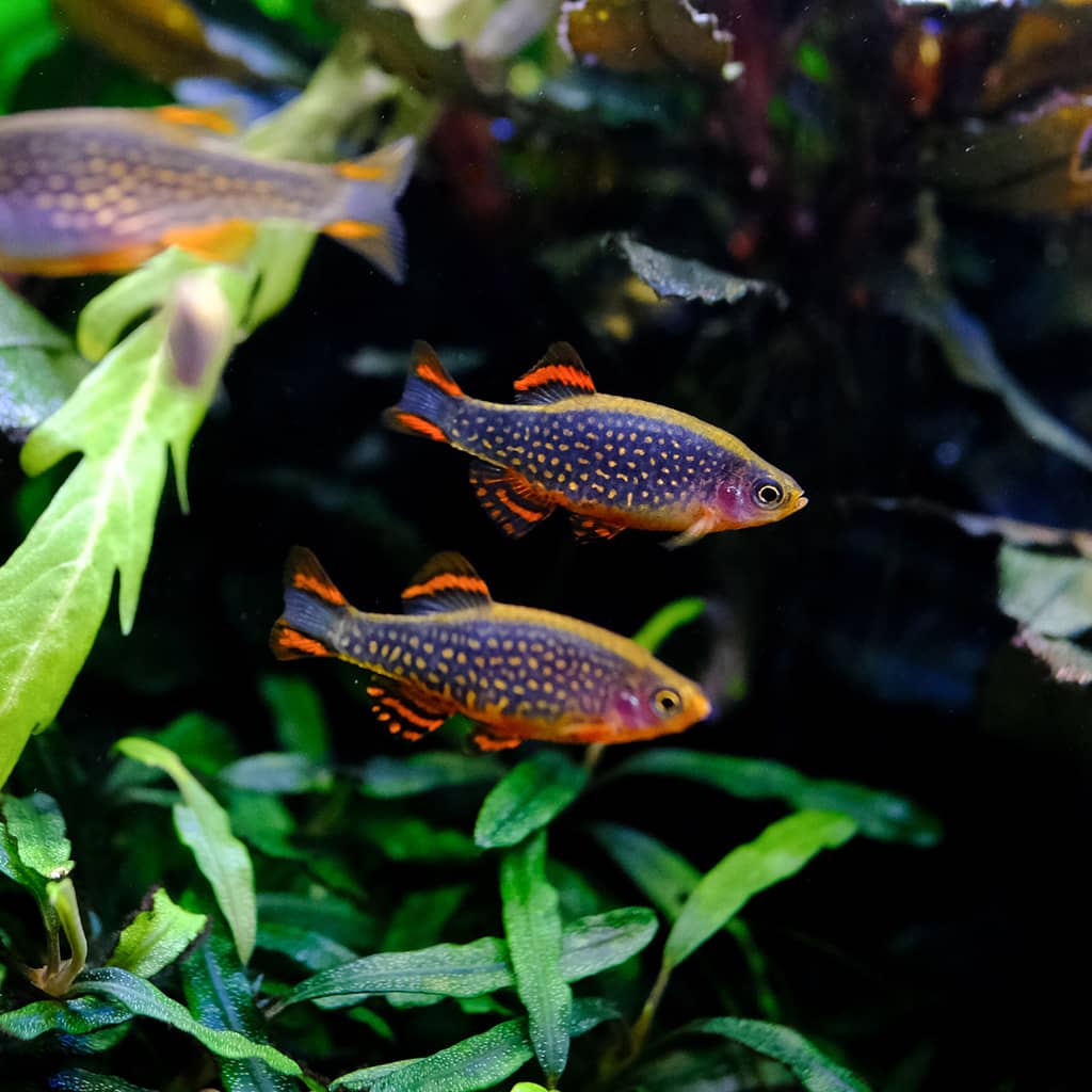 Celestial Pearl Danio (Celestichthys margaritatus) Celestial Pearl Danio (Celestichthys margaritatus) - Image 1