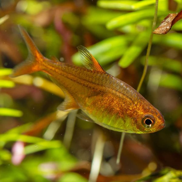 Ember Tetra Hyphessobrycon amandae 1