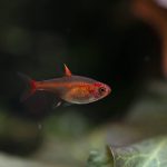 Ember Tetra (Hyphessobrycon amandae) - Image 3