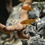 Ember Tetra (Hyphessobrycon amandae) - Image 4