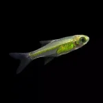 Kubotai Rasbora