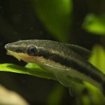 Otocinclus (Otocinclus macrospilus) - Image 2