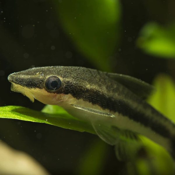 Otocinclus Otocinclus macrospilus 2