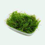 Vesicularia ferriei 'Weeping Moss', Portion