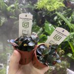 Bucephalandra sordidula 'Blue'