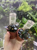 Bucephalandra sordidula 'Blue'